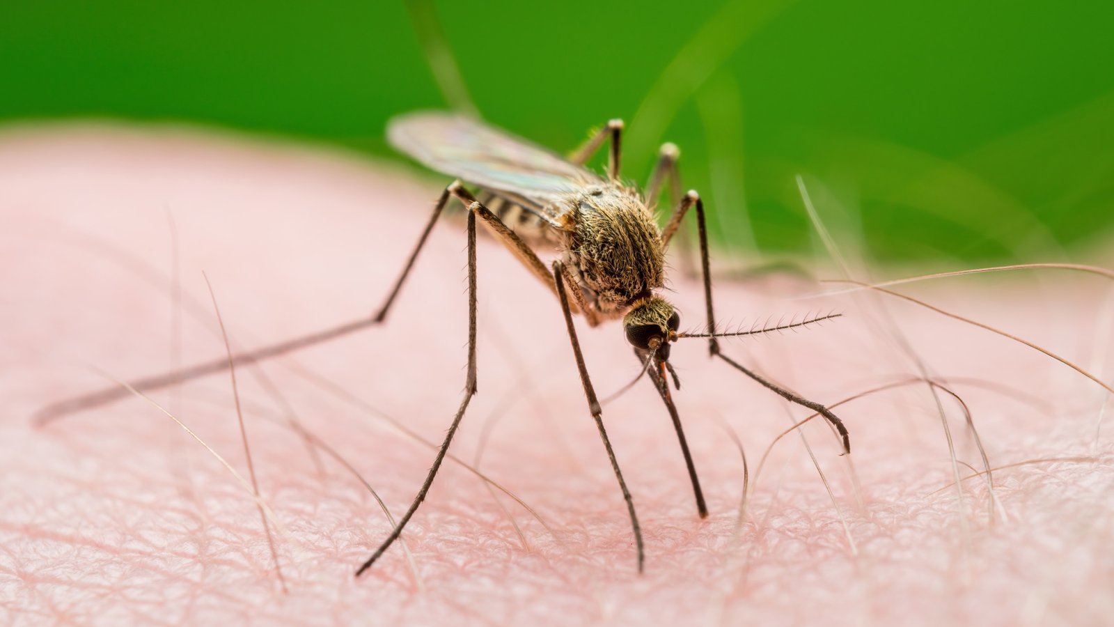 Tienes más posibilidades de que te piquen los mosquitos