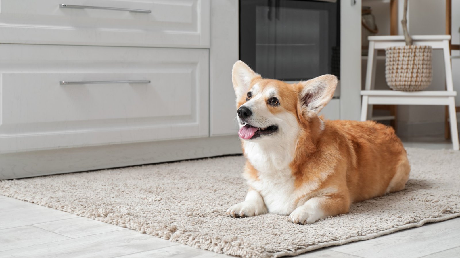 Si tu perro te persigue allá donde vas, no es por puro capricho