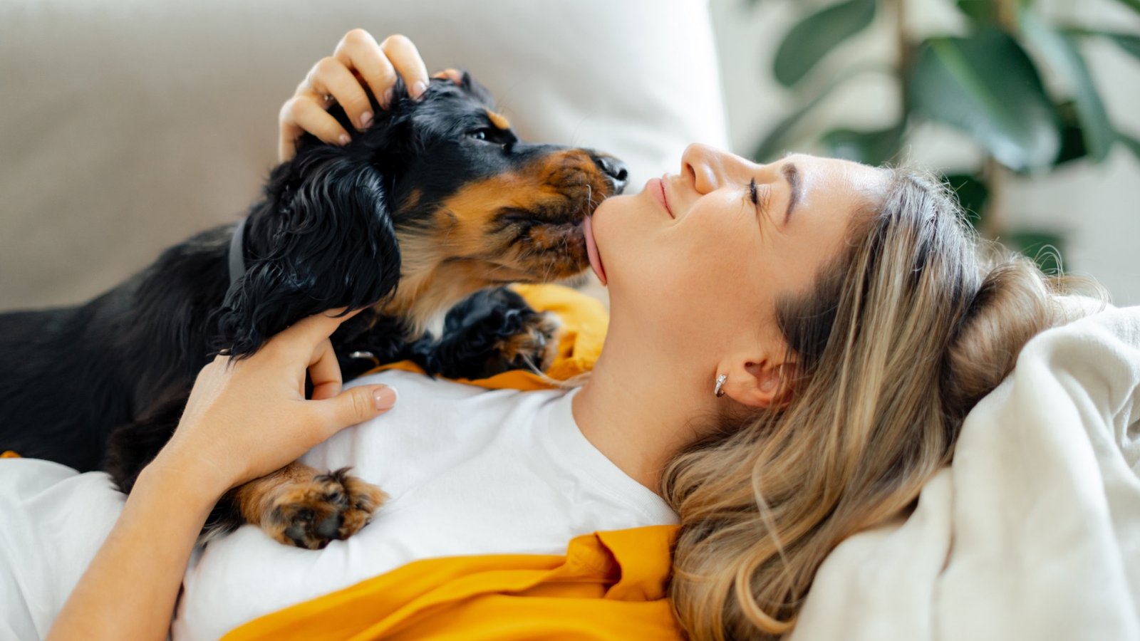 Buenas noticias para los amantes de los perros