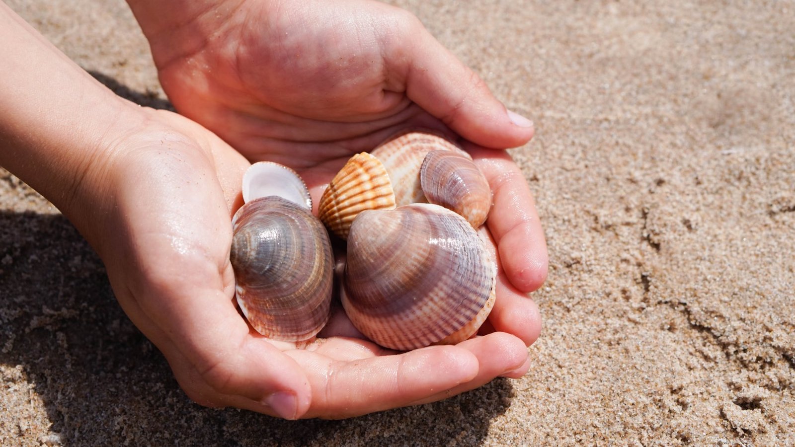 Multazo que puede caerte por llevártelas de la playa