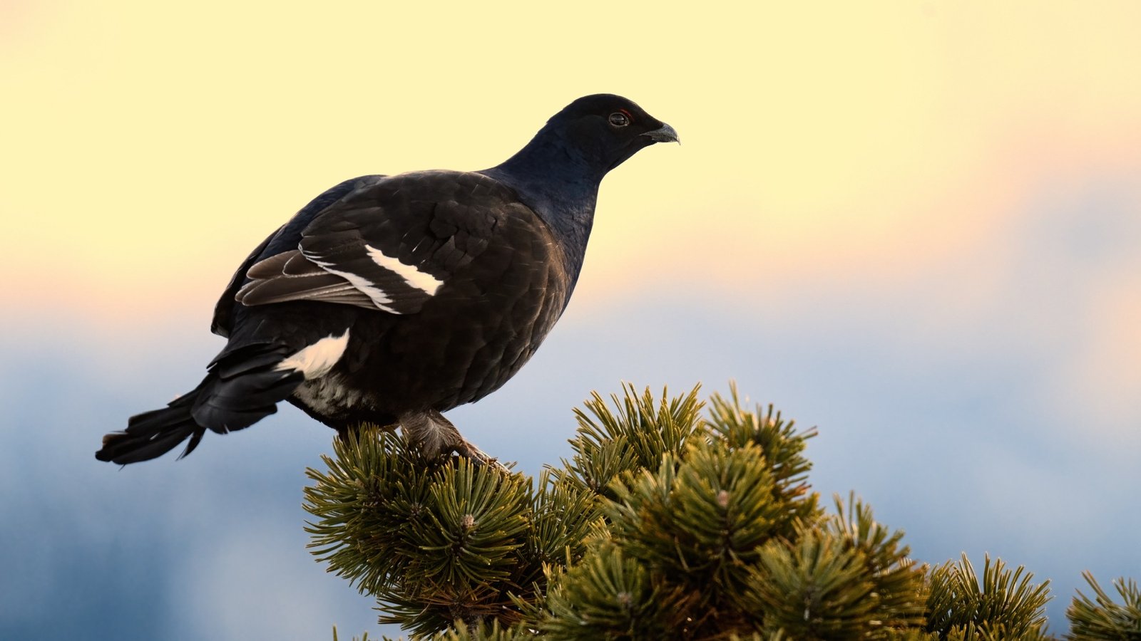 Fotografían a urogallos sin permiso y pueden multarles