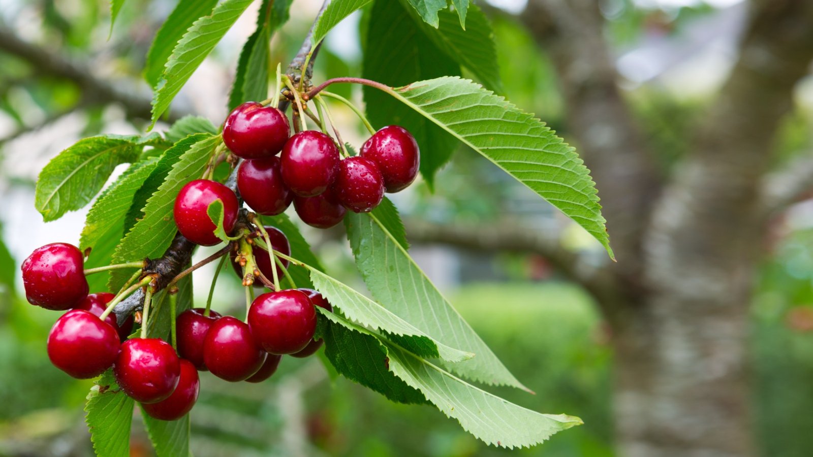 Así se planta un cerezo desde cero y sin gastar dinero