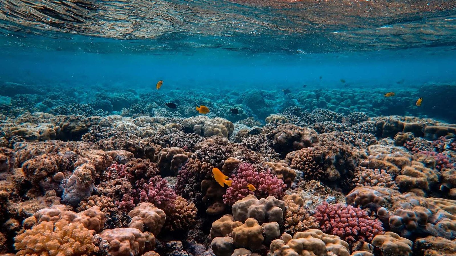 Encuentran al ser vivo más grande del Océano Pacífico