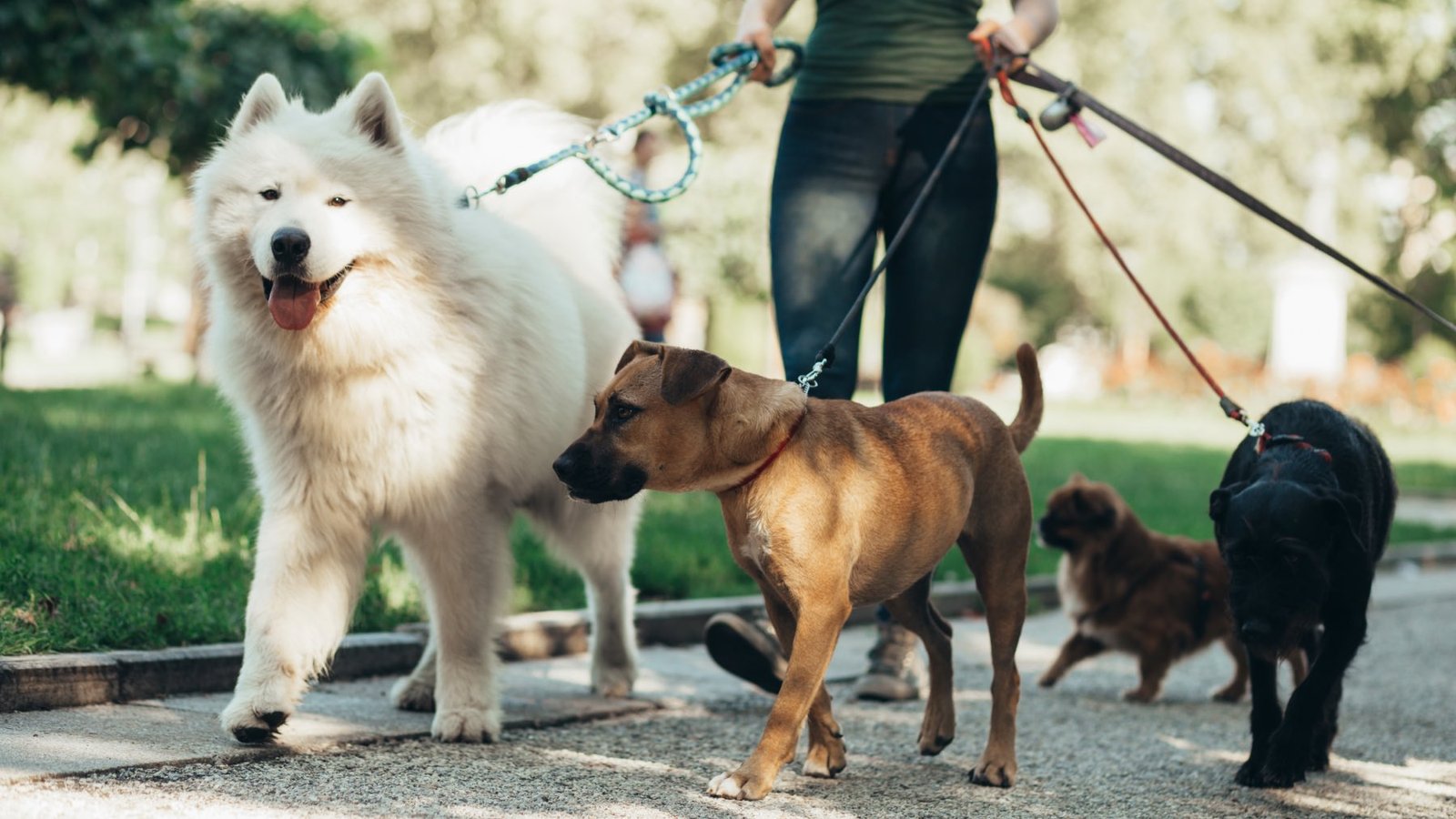 El tiempo y la frecuencia con la que debes pasear a tu perro