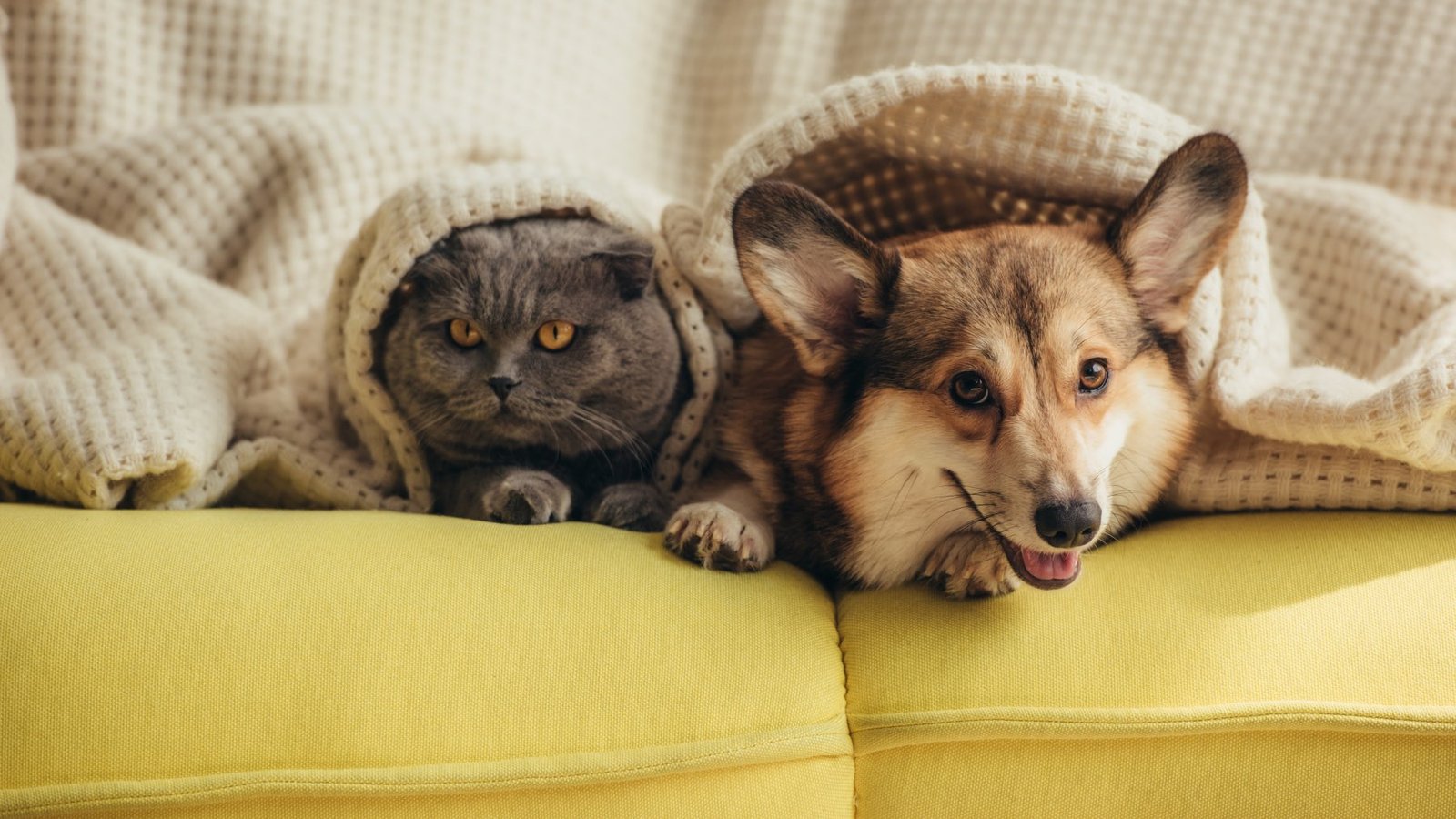 Quién es más inteligente, el perro o el gato