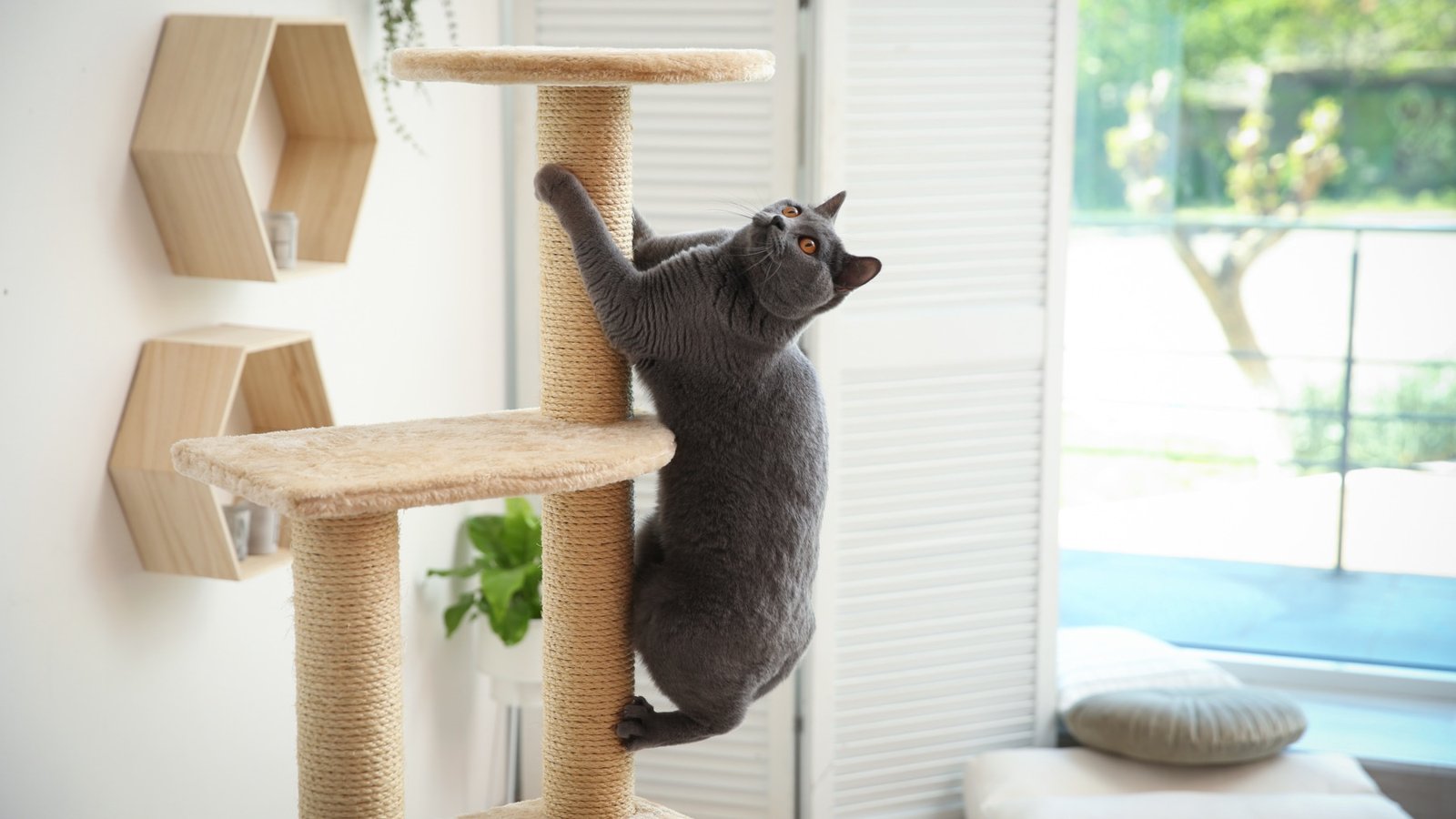 Los gatos domésticos "pueden representar una amenaza"