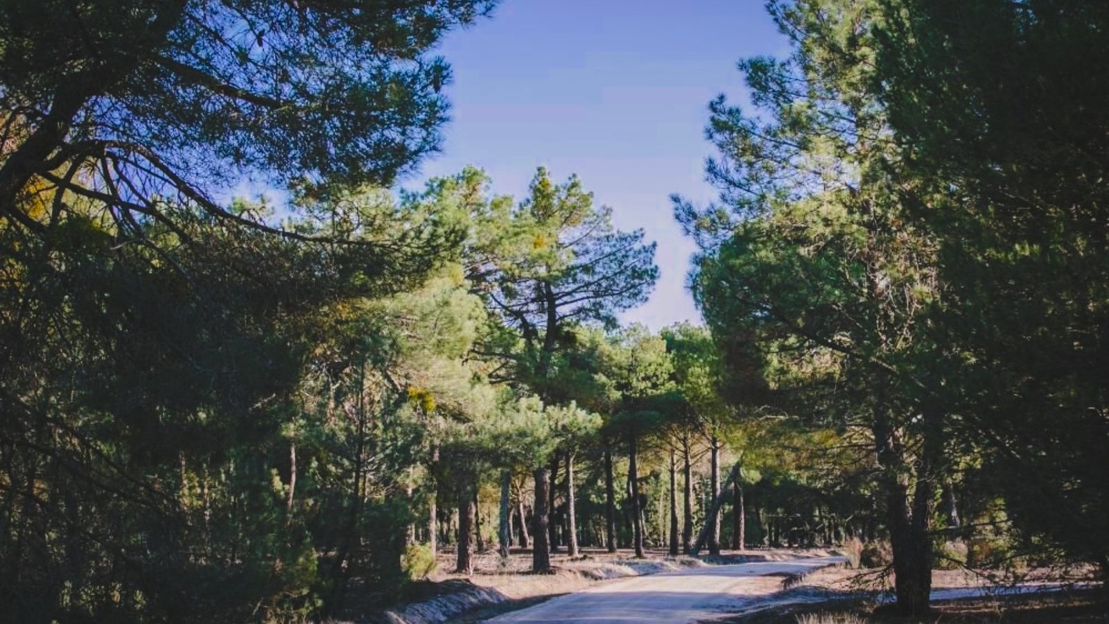 Roban más de 500 pinos de una finca de Hornillos de Eresma