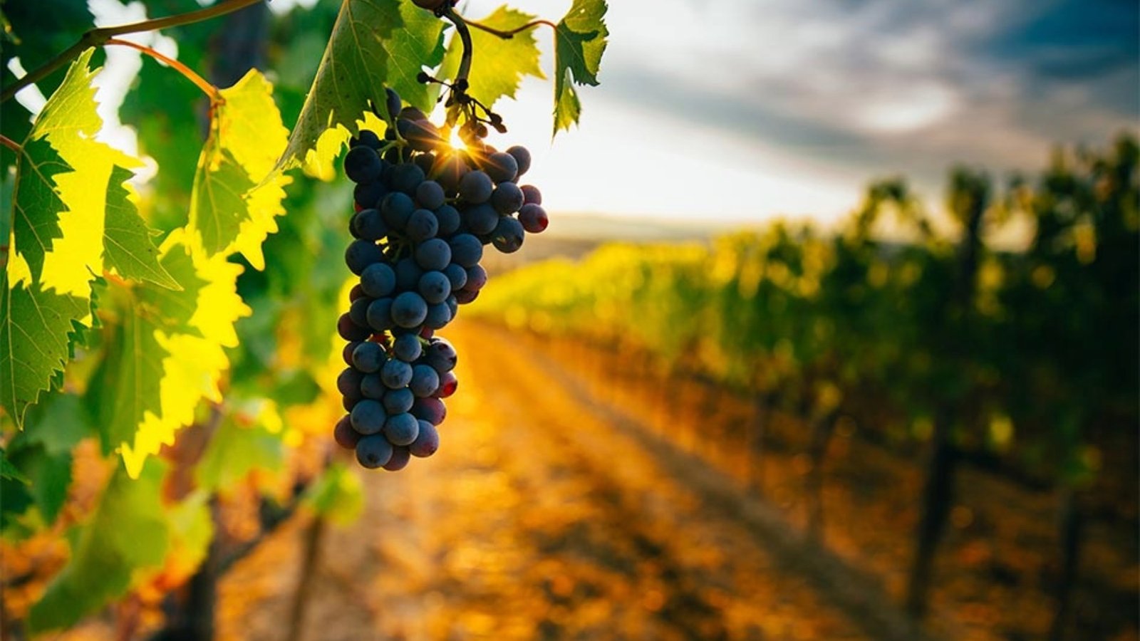 Conrado Íscar: "Valladolid se siente, se disfruta y se recuerda" 1 Valladolid enoturismo